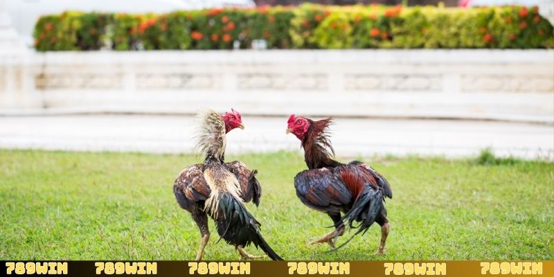 Lý do vì sao mọi người lại yêu thích và lựa chọn đá gà AE888