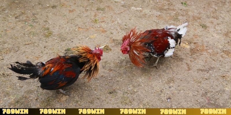 Đá gà cựa sắt luôn tạo nên sức hút cực lớn trên thị trường