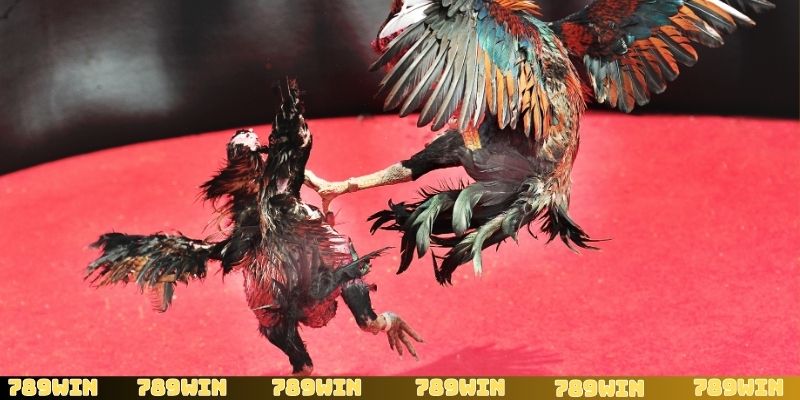 Cảm nhận những trải nghiệm đá gà cựa sắt đỉnh cao