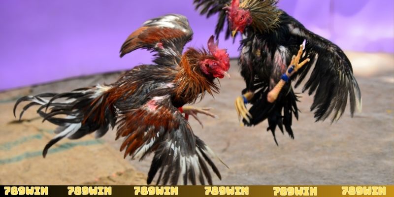 Một số mẹo hay để soi kèo đá gà cựa sắt