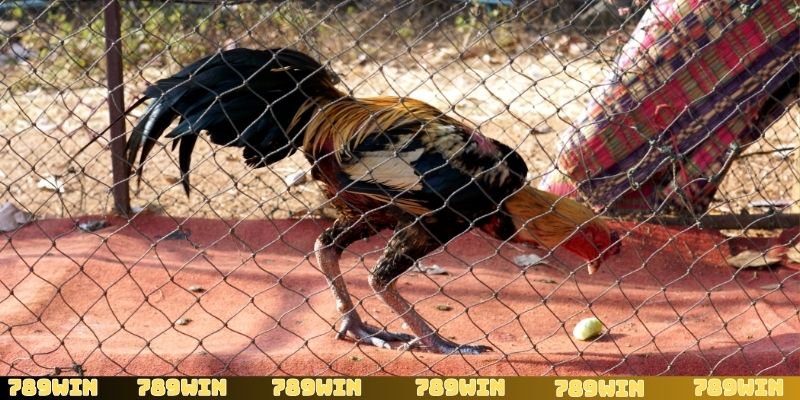 Đá gà cựa sắt