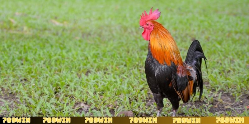 Một số tiêu chí để đánh giá một chiến kê chuẩn trong đá gà đòn