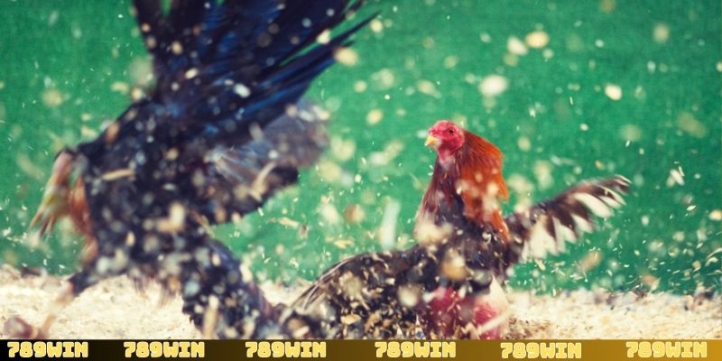 Đá gà SV388 tổ chức nhiều loại hình đá gà hấp dẫn và đa dạng