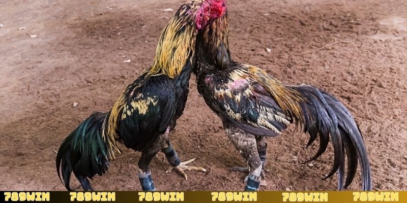 Sảnh đá gà SV388 mang đến những trải nghiệm tuyệt vời