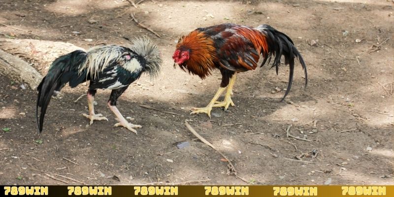 Ưu điểm vượt trội khi lựa chọn sảnh game đá gà SV388 tại 789Win